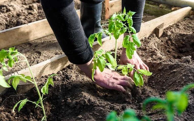 Які овочі можна садити у відкритий ґрунт в травні