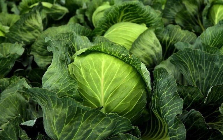 Секрети вирощування білокачанної капусти