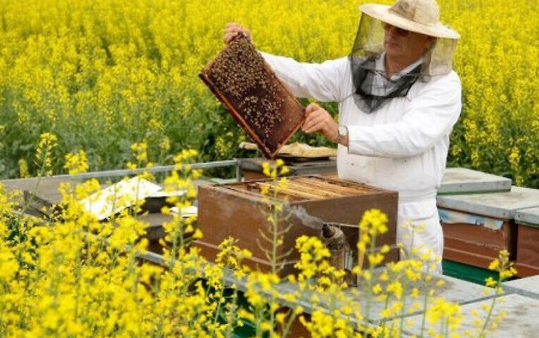 У Боярці проведуть безкоштовні консультації для бджолярів