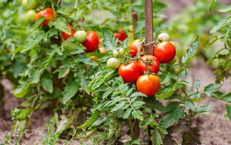 Експерти розповіли, чим поливати помідори для кращого врожаю