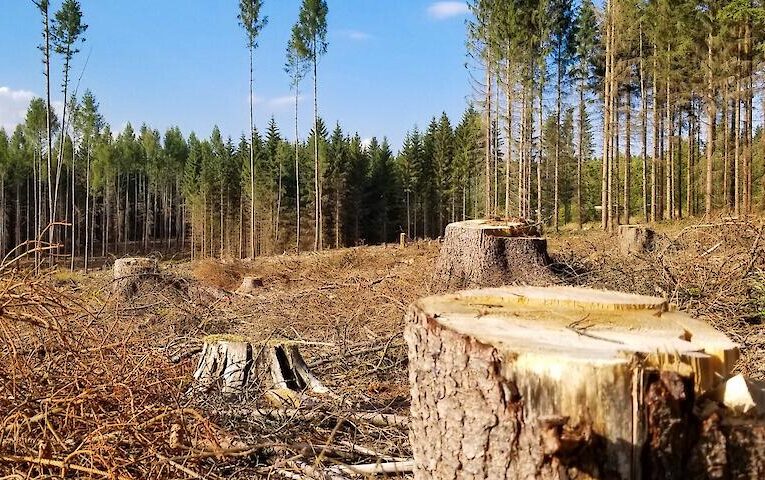 На Білоцерківщині підрозділ вишу зобов’язали заплатити 800 тис. за незакону вирубку лісу