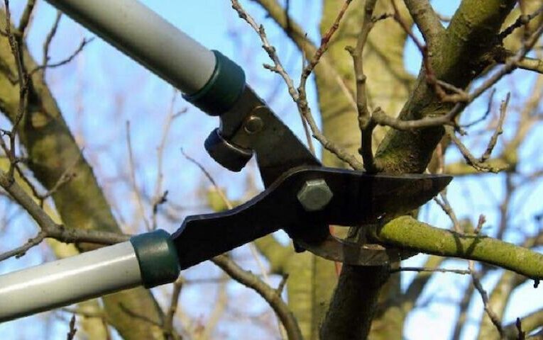 Васильківські комунальники не економлять на видаленні аварійних дерев