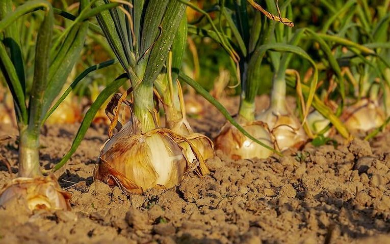 Як збільшити врожайність цибулі