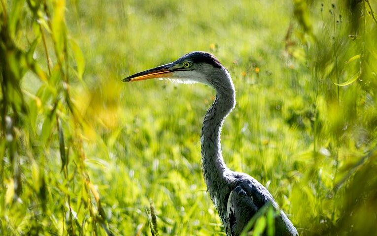На річці біля Обухова сфотографували сіру чаплю: чим вона цікава