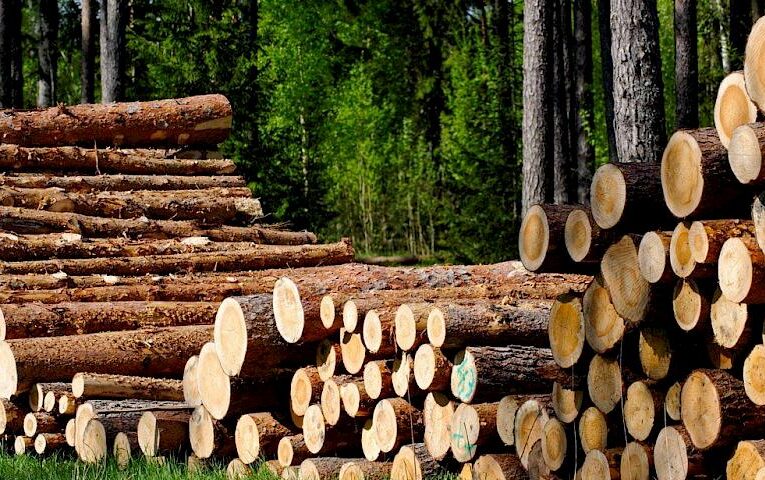 За незаконну вирубку дерев судитимуть керівництво лісгоспу на Київщині