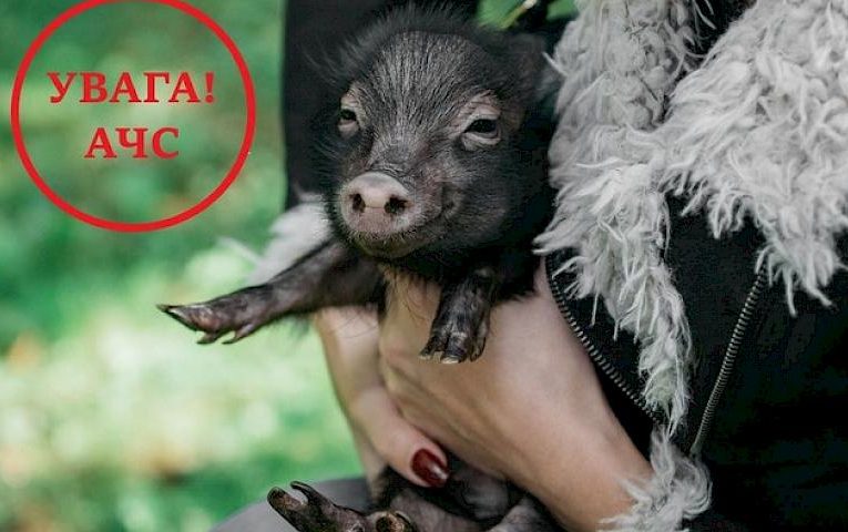 Обухівські ринки попередили про небезпеку торгівлі м’ясом через спалах чуми