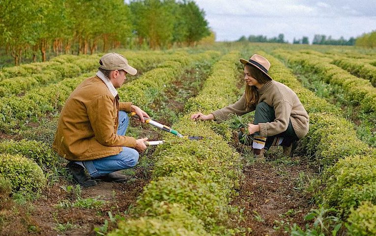 Місячний посівний календар на тиждень: 18-24 вересня