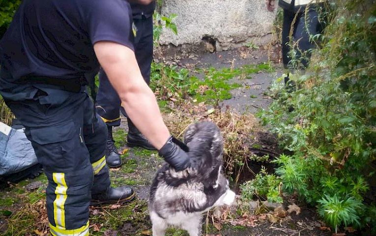 В Обухівському районі врятували собаку з каналізаційного колектора