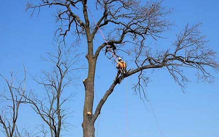 На Обухівщині планують витратити 250 тис. грн. на кронування сухостою