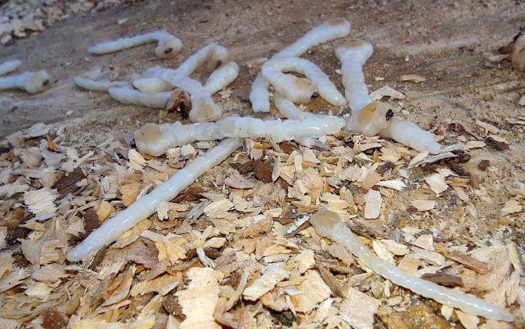 В старому дереві в селі на Київщині знайшли цікавих мешканців