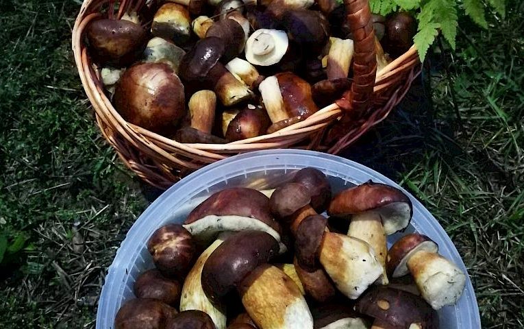 Грибалка це як рибалка тільки з кошиком і в лісі: ворог у неї тільки один