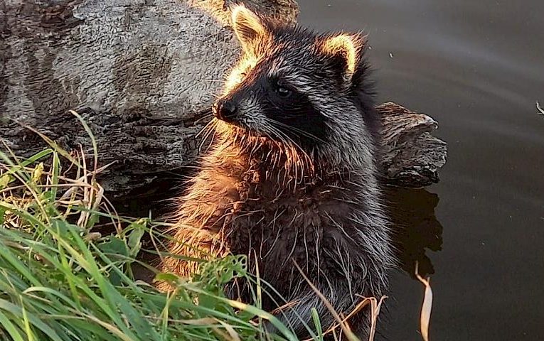Натуралісти сфотографувували єнота Жору, котрий сам ходить купатися на річку