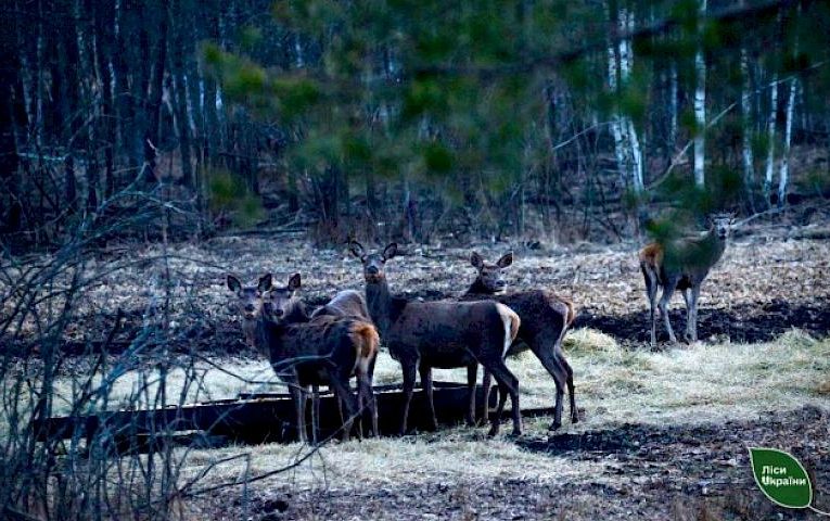 Кого можна побачити біля годівниць у лісі: ви здивуєтеся