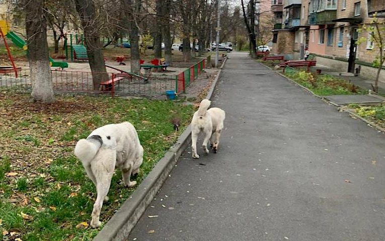 У Києві повернули двох середньоазійських вівчарок: все завдяки нашийникам