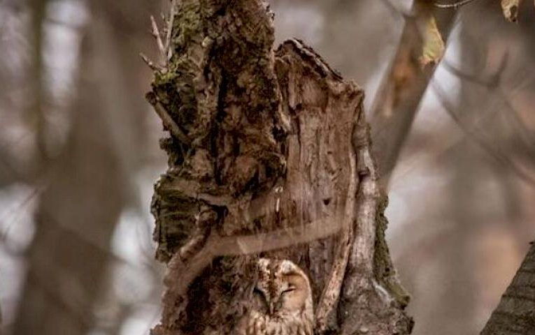У Києві сфотографували пташку, котру назвали “богинею маскування”