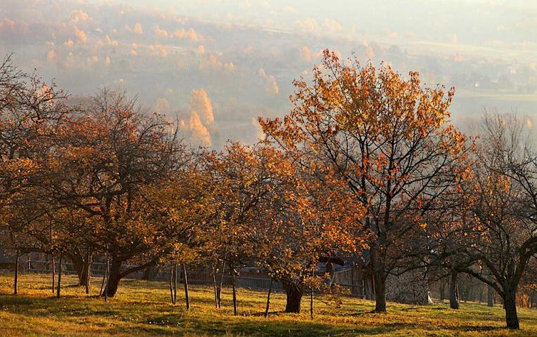 Що треба зробити для того, щоб підготувати сад до зими: список робіт