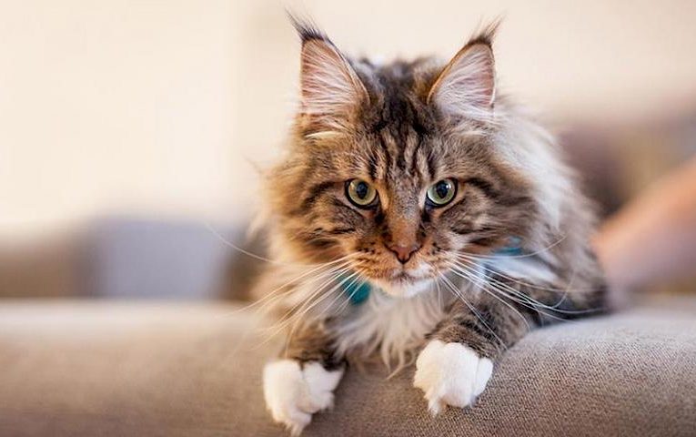 Осінні породи котів: чому варто заводити саме їх