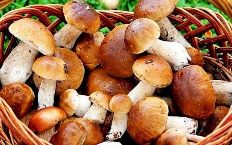 Збирання їстівних грибів в Київській області: що потрібно знати перед походом