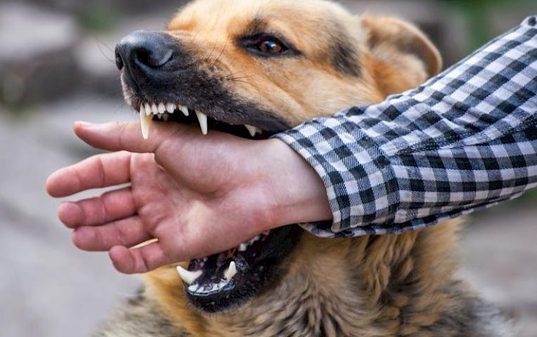 У Васильківській громаді сказ: де саме, чим це загрожує і кому