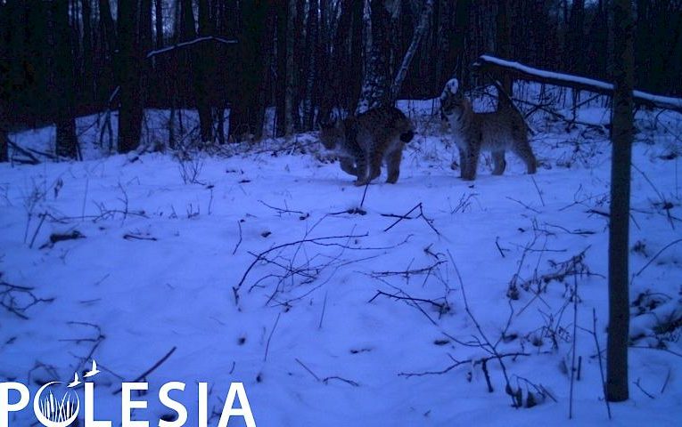 Рисі на снігу: окраса зимового заповідника у Чорнобилі