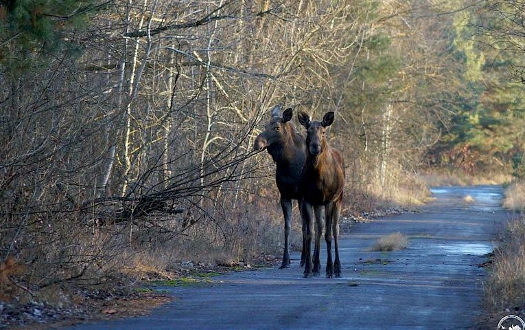 У Чорнобилі двоє лосів потрапили у фотооб’єктив