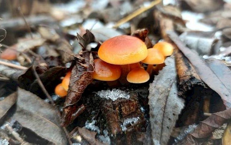 Обухів грибний: попри морози і сніг, гриби продовжують жити і рости