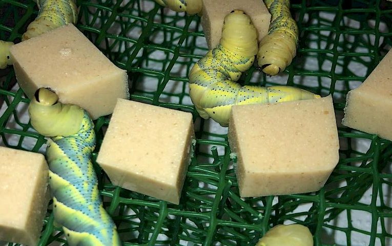 Гусінь і її корм дуже схожі: в мережі гадають, хто з них желейний