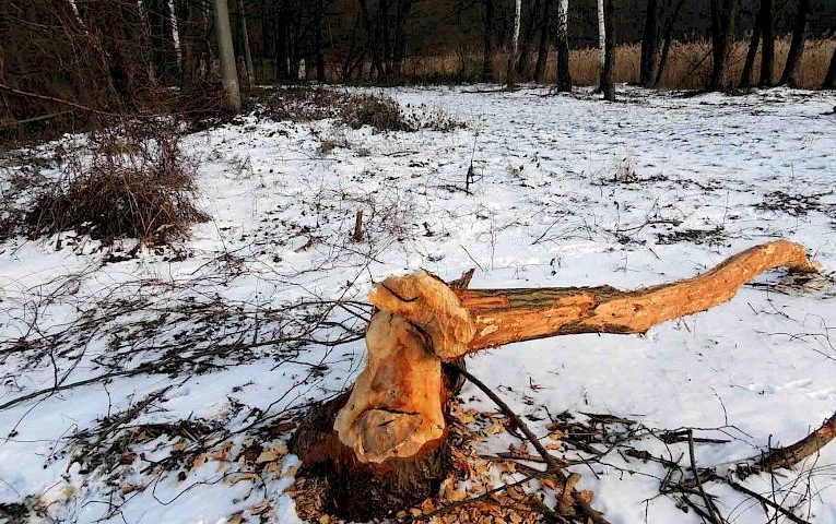 В київському заповіднику розповіли, хто підточує дерева, наче олівці