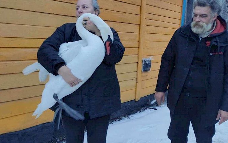 Лебідь, котрого рятували, дряпався і гарчав мов собака