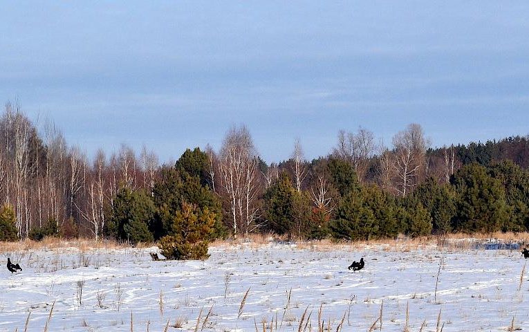 У Чорнобильському заповіднику помітили великих чорних птахів: хто це