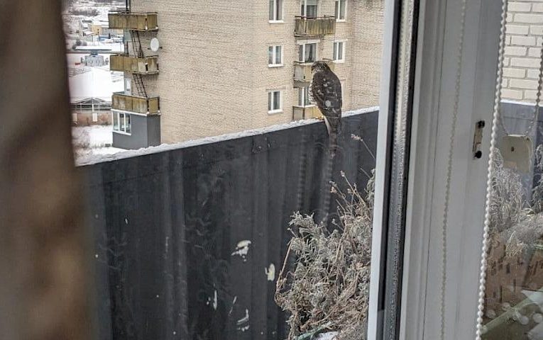 Хто на фото: в мережі визначають вид хижого птаха і чи їсть він синиць