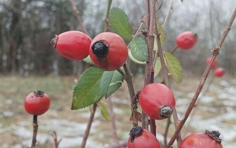 Вічнозелене, але не ялина: яка рослина радує листям зимою