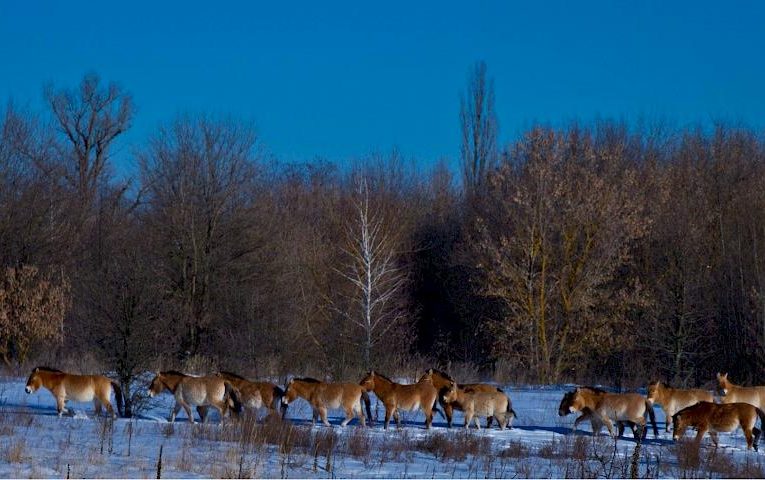 Чорнобильський заповідник: синє небо, синій сніг і табун кошлатих коней