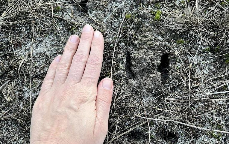 Кабан чи косуля: хто залишив сліди в лісі біля Києва