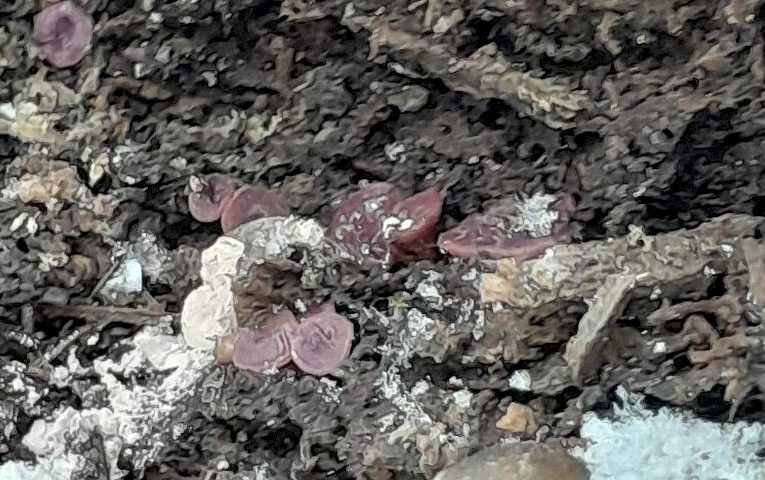 В одному з київських парків знайшли “вовче молоко”: що це таке