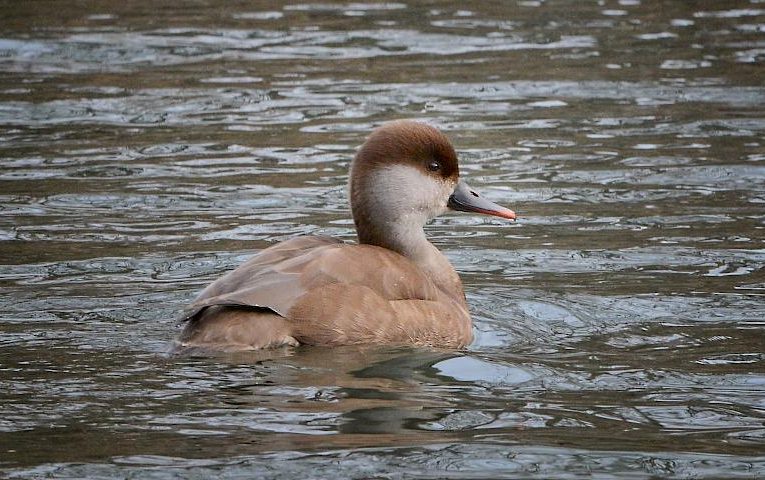 Вдалий кадр зафіксував рідкісний червонокнижний вид на українській водоймі