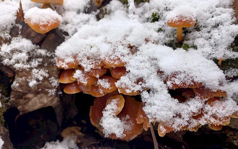 Зимовим опенькам комфортно на Обухівщині: де саме