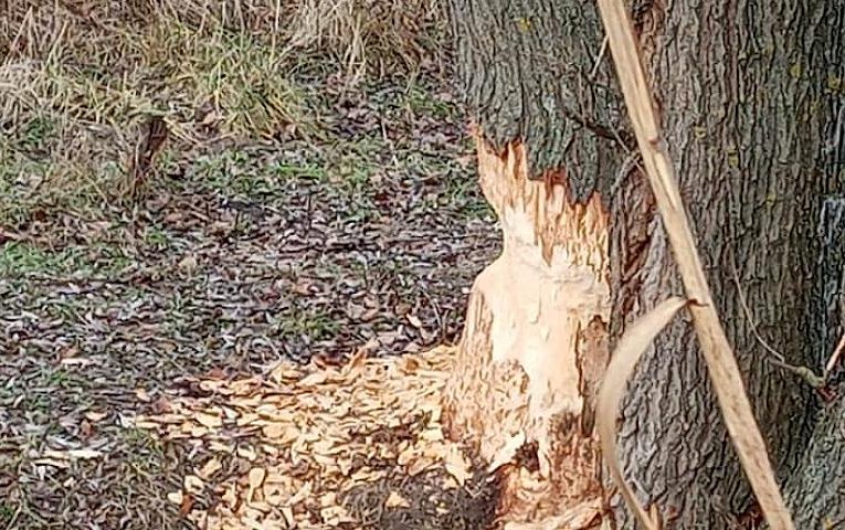 На київських озерах хтось сильно погриз дерева: хто це міг бути