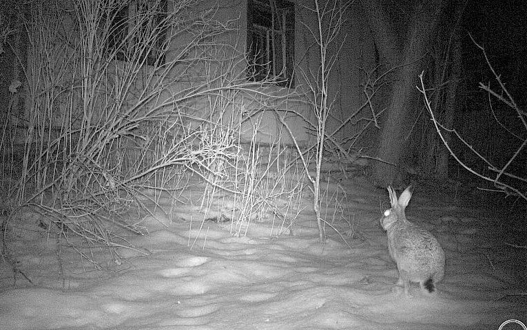 Чорнобильський заєць в світлі фотопастки схожий на лісового демона