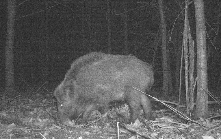 Фотопастка іронічно стверджує, що диким кабанам вночі їсти нешкідливо