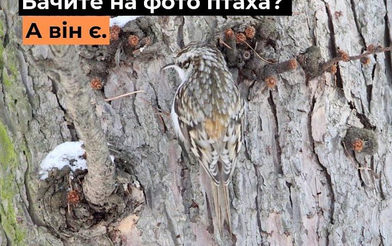 Ментальний добробут українців прямо за вікном: треба лише придивитися