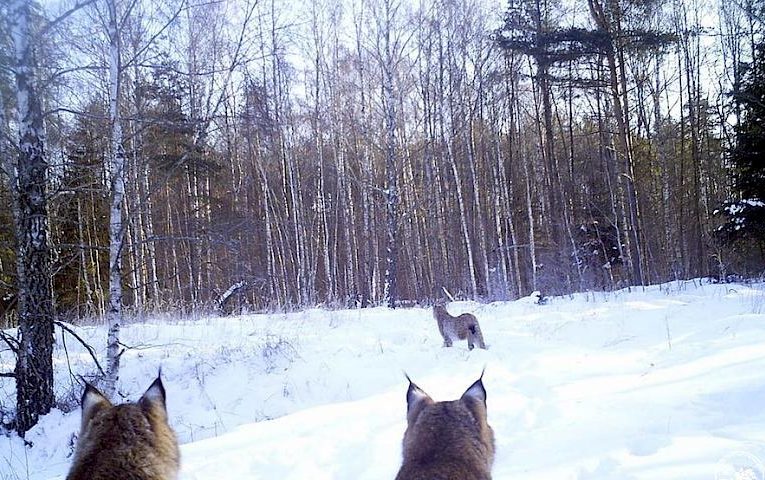 Три лісові хижачки помітили когось смачного: чиї вуха на фото