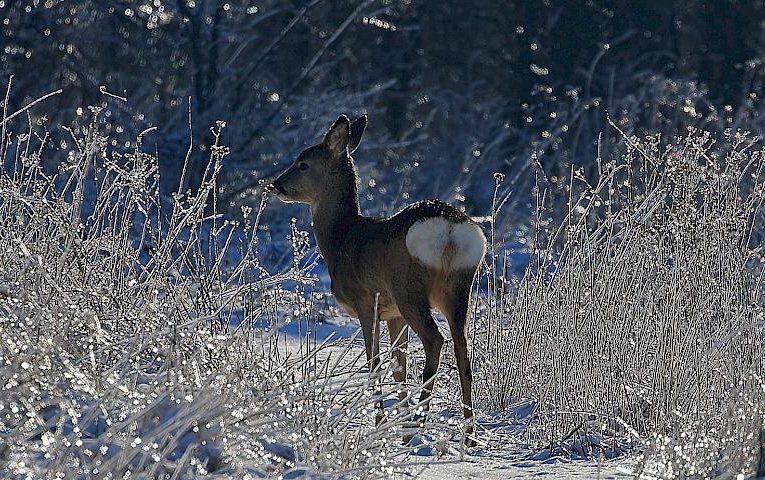 “Оленяча фотосесія” – казкові світлини української зими