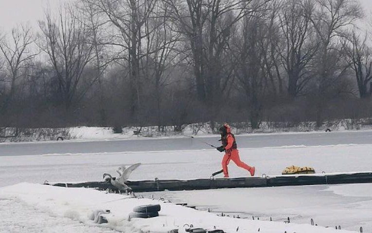 У Києві аншлаг: всі повідомляють про “примерзших” до криги лебедів
