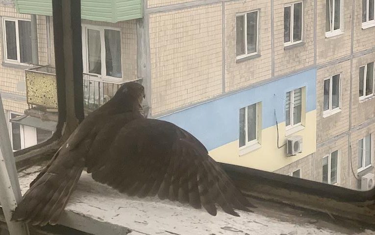 Вполював синицю і залетів з нею на балкон у Києві: хто цей хижак