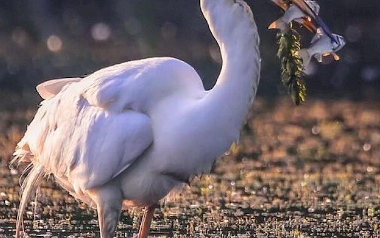 Дуплет професійного рибалки: пташка за раз витягла дві рибини