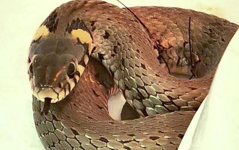 У Київській області жінка знайшла пораненого вужа і забрала його додому
