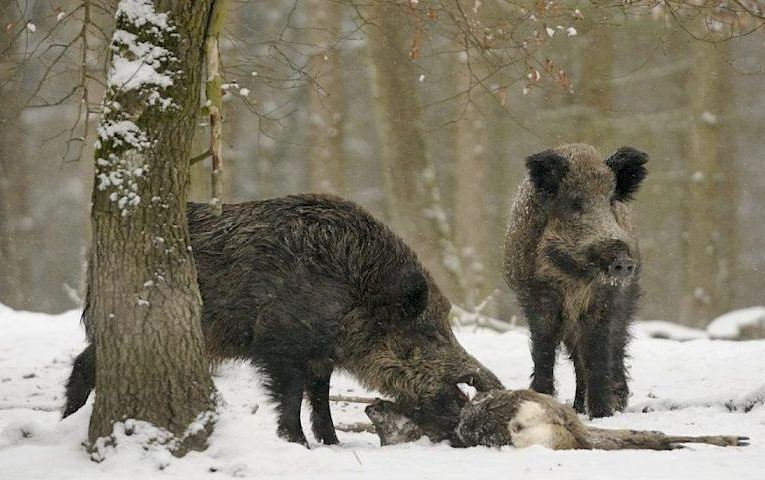 Дикі свині їдять оленя: дивно чи елемент лісової норми