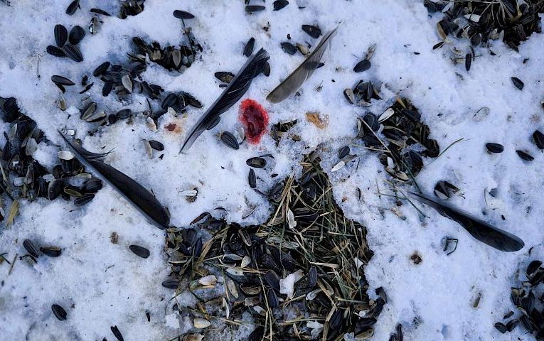 Хто з’їв мою синицю: у якого хижака вони є улюбленою зимовою стравою