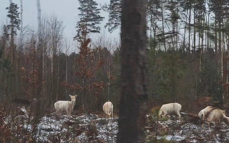 Ціле стадо білосніжних альбіносів виявили в українському лісі